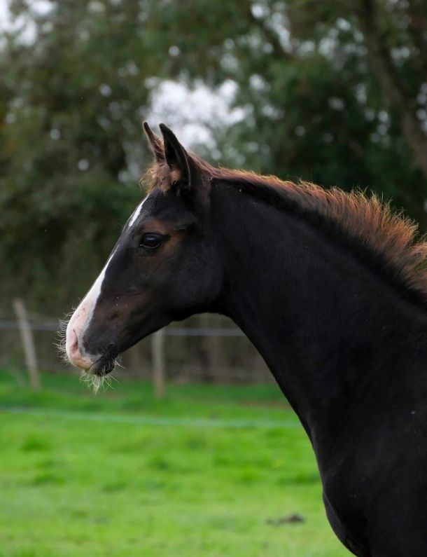 akhal teke noir