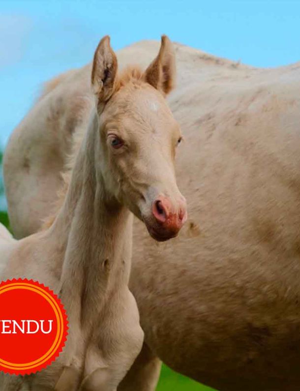 pouliche akhal teke perlino